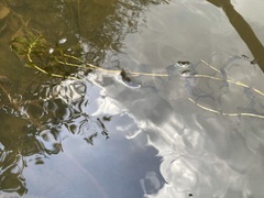 Potamogeton richardsonii