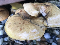 Suillus caerulescens
