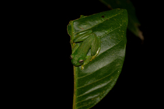 Rulyrana flavopunctata