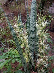 Sansevieria