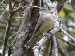 Pachycephala fuliginosa