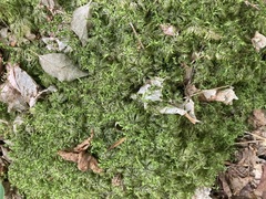 Hylocomium splendens