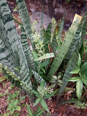 Sansevieria