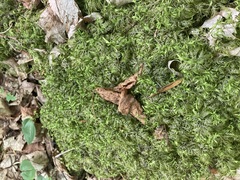 Hylocomium splendens