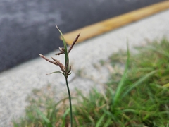 Cyperus rotundus