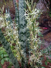 Sansevieria