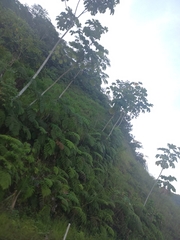 Cecropia obtusifolia