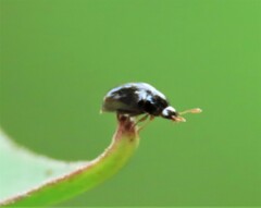 Phalacridae
