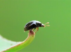 Phalacridae