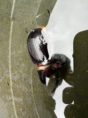 Heterogomphus schoenherri