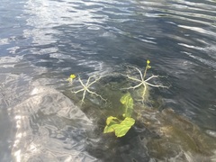 Utricularia radiata