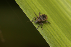 Sciobius