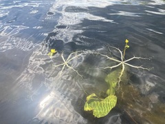 Utricularia radiata