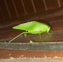 Microcentrum marginatum