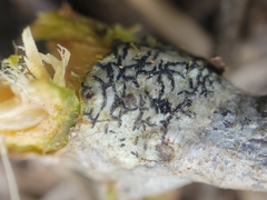 Opegrapha