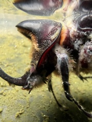 Heterogomphus schoenherri