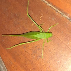 Microcentrum marginatum