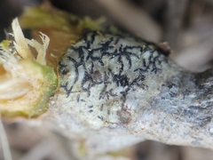Opegrapha