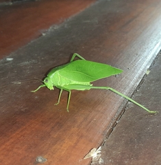 Microcentrum marginatum