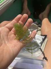 Ceratophyllum