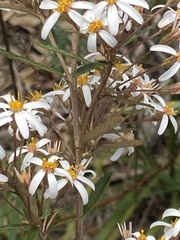Olearia erubescens