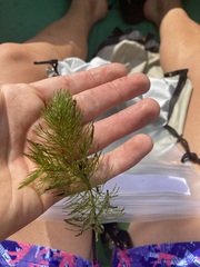 Ceratophyllum
