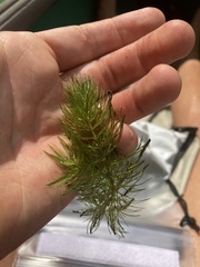 Ceratophyllum