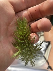 Ceratophyllum