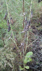 Crotalaria spectabilis