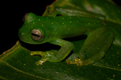 Rulyrana flavopunctata