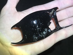 Rostroraja eglanteria