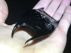 Rostroraja eglanteria