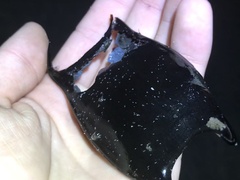 Rostroraja eglanteria