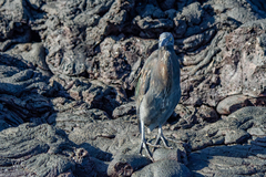 Butorides striata sundevalli