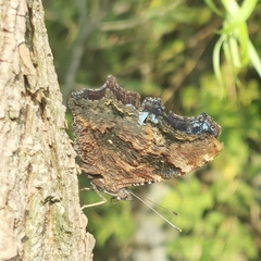 Kaniska canace