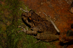 Craugastoridae