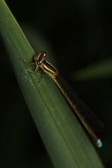 Pseudagrion salisburyense