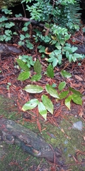 Prosartes smithii