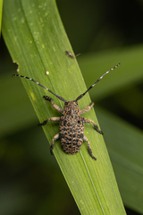 Dichostates lignarius