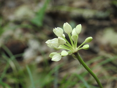 Allium tricoccum