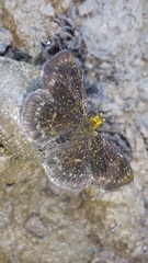 Carcharodini