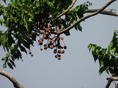 Dysoxylum gaudichaudianum