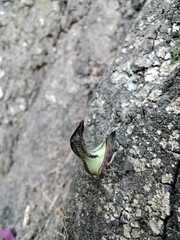 Umbonia crassicornis