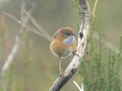 Stipiturus malachurus