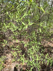 Wikstroemia indica
