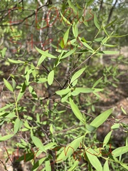 Wikstroemia indica