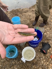 Etheostoma zonale