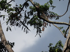 Dysoxylum gaudichaudianum