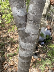 Wikstroemia indica