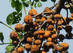 Dysoxylum gaudichaudianum